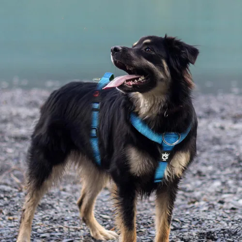 Miniatura 4 de TSPRO Arnés táctico sin tirones para perro, asa de control superior, hebilla de liberación rápida, ajustable, a prueba de escapes, para perros