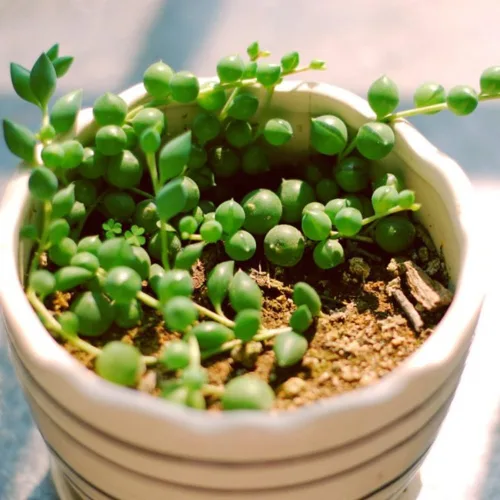 Miniatura 5 de Cadena de perlas planta viva en maceta de 4 pulgadas, suculentas raras en cestas colgantes, planta suculenta trepadora para casa u oficina