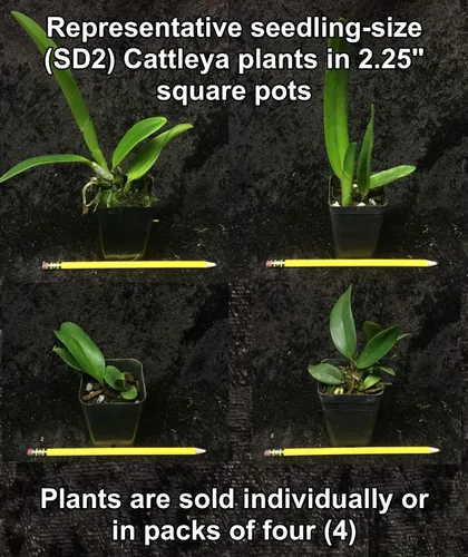 Miniatura 2 de Misterio"/Orquídeas Cattleya sin nombre: gran variedad, fácil de cultivar, grandes flores, muchas fragantes