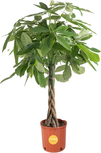 Miniatura 13 de Costa Farms Árbol del Dinero Planta Viva en Maceta Decorativa, Purificadora de Aire para Interiores, Perfecta para Decoración de Hogar, Habitación u