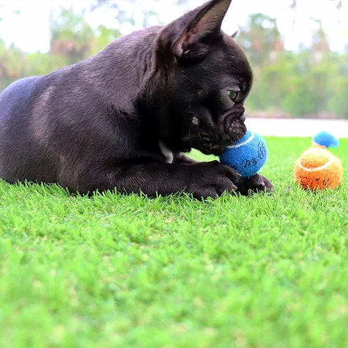 Miniatura 3 de Midlee Pelotas de tenis para perros XS de 1.5 pulgadas, paquete de 12 (sólidas, 1.5 pulgadas)