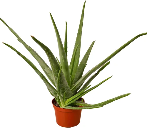 Miniatura 10 de Planta de serpiente Laurentii Sansevieria Trifasciata Planta viva para interior Diferentes plantas de interior en maceta de 4 y 6 pulgadas