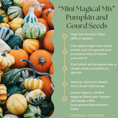 Miniatura 2 de Mini Magical Mix" - Semillas decorativas pequeñas de mezcla de calabaza y calabaza – Más de 10 pequeñas variedades decorativas de calabaza