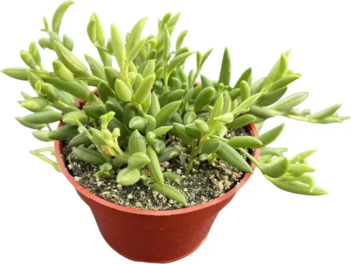Miniatura 23 de Cotyledon Pendens de 4 pulgadas, suculenta viva completamente enraizada en macetas con mezcla de tierra, planta doméstica rara para la decoración