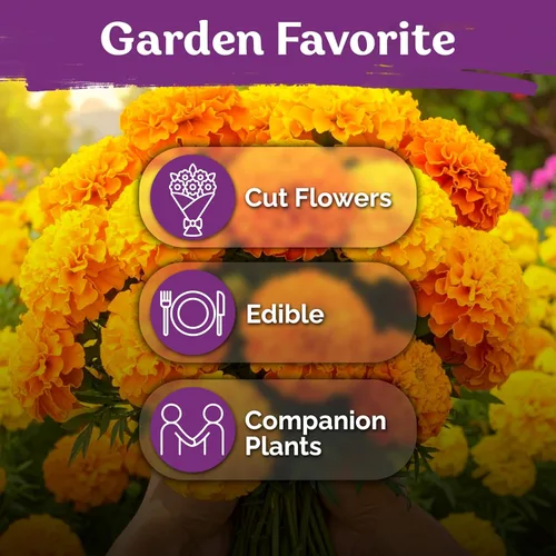 Miniatura 6 de KVITER 500 semillas de caléndula Cracker Jack (Tagetes Erecta) – Caléndula africana, flor gigante, semillas de reliquia sin OMG – Semillas de flores
