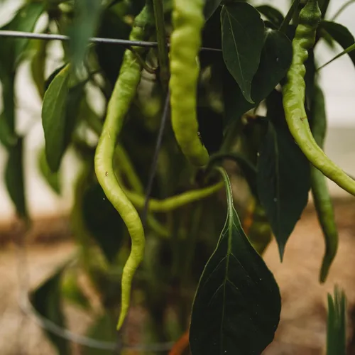 Miniatura 2 de Tatli Kil Sivri (Sweet Sivri) Pimienta turca - 25 semillas - Variedad de reliquia y polinizada abierta, cultivadas en Estados Unidos, semillas