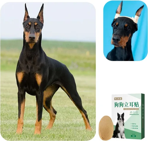 Miniatura 5 de Kit de 2 piezas de publicación de orejas de perro para Doberman Pinschers - Cinta para orejas de perro, herramienta de soporte para orejas con cinta