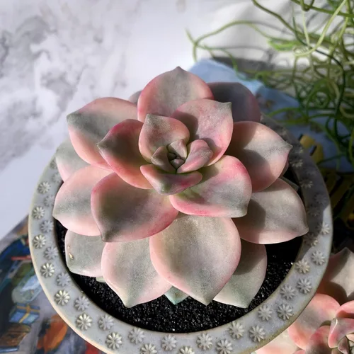 Miniatura 19 de Dudleya Gnoma S.W.McCabe Plantas suculentas raras vivas, 5-7 cabezas de 3.5" Raíz desnuda sin maceta y tierra, decoración para jardín