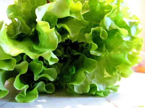 Miniatura 3 de Lechuga de hoja rizada más de 1000 semillas para plantar sin OMG