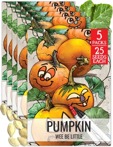 Miniatura 41 de Seed Needs, Jack O' Lantern - Semillas de calabaza – 25 semillas tradicionales para plantar Cucurbita Pepo – Sin OMG y sin tratar, ideal para tallar