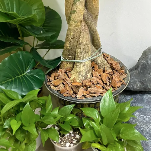 Miniatura 3 de 18 Quarts de corteza orgánica de orquídea para macetas - Mantillo natural de orquídea para plantas en maceta, desarrollo de raíces de plantas