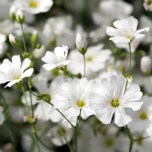 Miniatura 7 de Seed Needs White Baby's Breath Seeds para plantar, reliquia y flores anuales polinizadas abiertas, perfectas para un jardín de mariposas, ramos