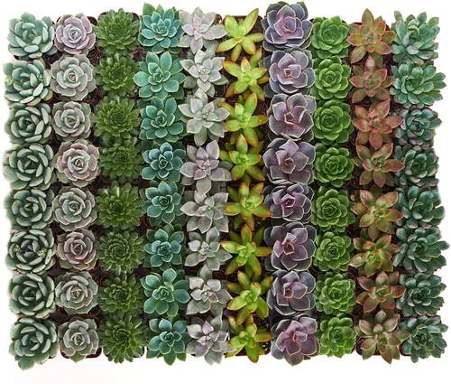 Miniatura 2 de Shop Succulents Colección de bodas Plantas suculentas de roseta a granel vivas Mini suculentas Echeveria enraizadas en macetas de 2 pulgadas