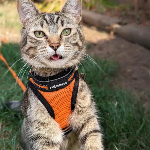 Miniatura 9 de rabbitgoo Juego de arnés y correa para gatos para caminar a prueba de escape, chaleco suave ajustable para gatitos con tira reflectante para gatos