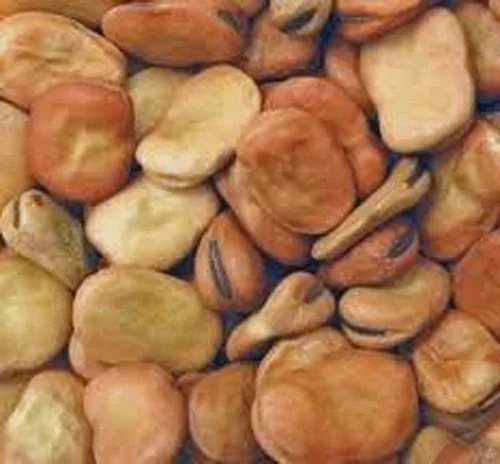 Miniatura 4 de Semillas de frijol de caballo (también conocidas como semillas de frijol Fava) sin OMG, aproximadamente 20-25 semillas por paquete, frijol carnoso