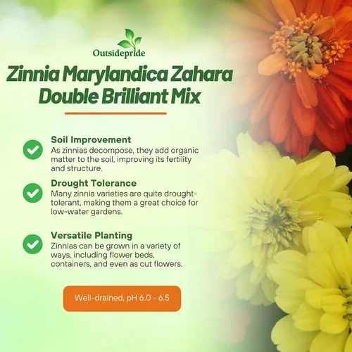 Miniatura 3 de Outsidepride - Zinnia, 100 semillas anuales, Marylandica Zahara Double Brilliant Flower Seed Mix, mezcla de semillas de flores para plantar