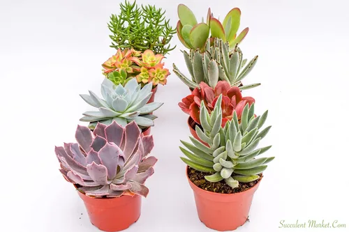 Miniatura 2 de Suculentas grandes y coloridas para exteriores, surtidas de 4 pulgadas, plantas suculentas vivas para exteriores, suculentas vivas grandes
