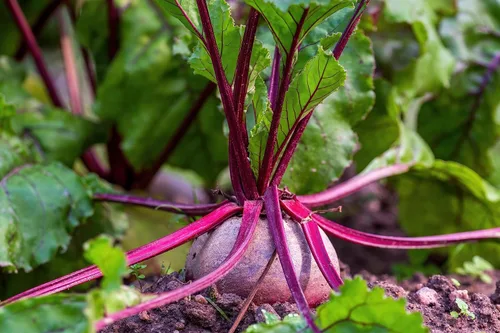 Miniatura 2 de Remolacha Ruby Queen 150 Seeds (Beta vulgaris) Heirloom - Polinizado abierto