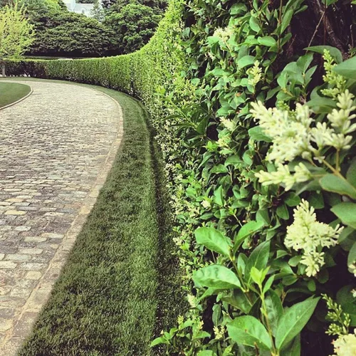 Miniatura 4 de Privet de hoja rizada Plantas de 2 galones grandes Ligustrum Japonicum Recurvifolium Seto de arbustos de privacidad con floración de hoja