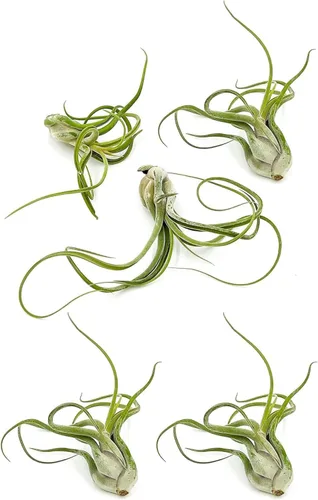 Miniatura 16 de ragnaroc Air Plants - Floración Tillandsia Bulbosa Belice, gigante de 7-9 pulgadas, 1 unidad, llegada en vivo garantizada, plantas