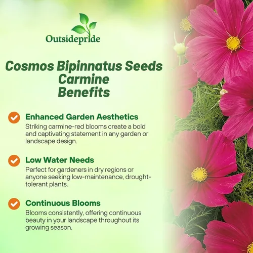 Miniatura 3 de Outsidepride Sonata Carmine Cosmos Bipinnatus Seeds – 50 piezas anuales, fáciles de cultivar y tolerantes a la sequía, semillas de flores
