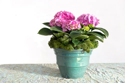 Miniatura 2 de SuperMoss Reno preservado, verde musgo