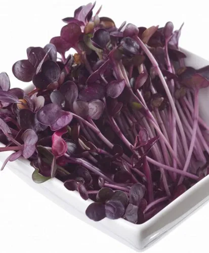 Miniatura 2 de Todd's Seeds Rambo - Semillas de rábano germinadas – Hermoso brote de color rojo/morado, sin OMG, sin químicos, alta germinación (una libra)