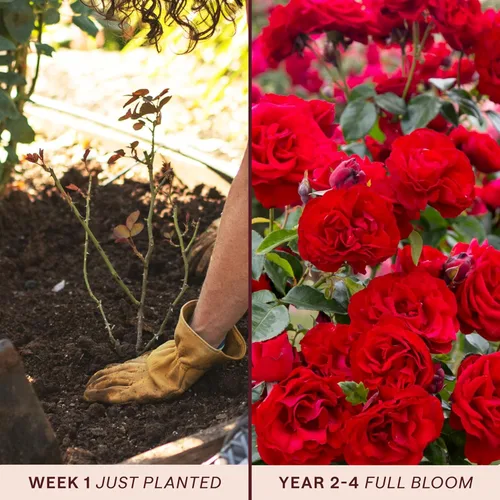 Miniatura 3 de Rosas trepadoras de reliquia, planta de raíz propia viva para jardín al aire libre, Dublin Bay®, ligeramente fragantes, zonas de rusticidad 5-10