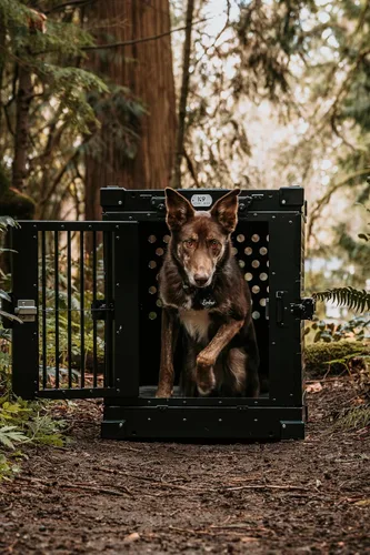 Miniatura 2 de K9 Kennel Boss - Jaula para perros de aluminio con recubrimiento en polvo totalmente plegable y resistente, mediana (negro)