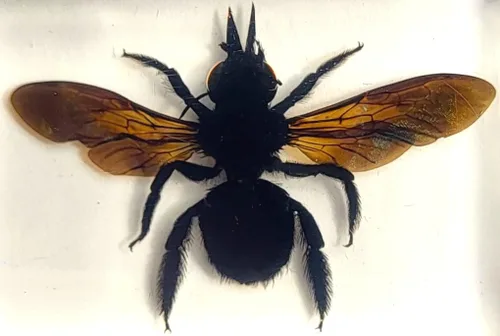 Miniatura 26 de 44mm Escorpión real asiático gigante en resina de lucite transparente cristal, especímenes de artesanía, insectos de animales varios, colección