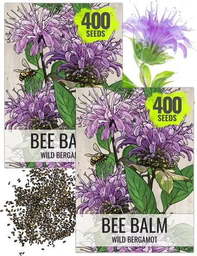 Seed Needs Semillas de bálsamo de abeja para plantar bergamota silvestre, reliquia y flores perennes de polinización abierta para cultivar un jardín