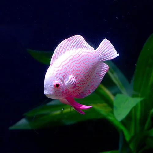 Miniatura 8 de GLOGLOW Peces luminosos, peces artificiales - 4 piezas para oficina, hogar, jardín acuario