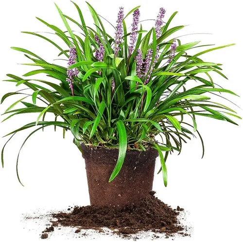 Royal Purple LIRIOPE - Tamaño: 1 galón, planta viva, incluye fertilizante de mezcla especial y guía de plantación