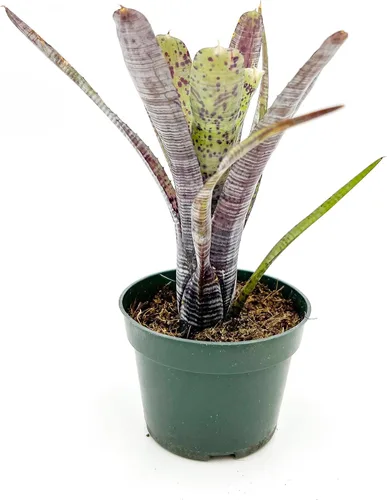 Miniatura 7 de ragnaroc Plantas vivas – Bromelia Billbergia Casa Blanca, 8-12" en maceta de 4" - 1 unidad - Llegada viva garantizada - Plantas