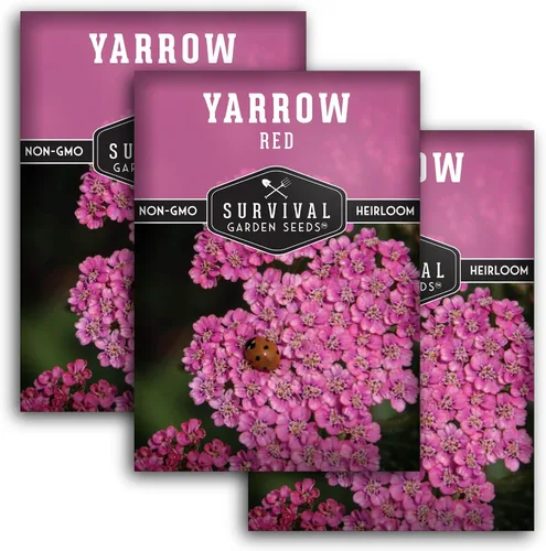 Miniatura 11 de Semillas de milenrama roja o rosa para plantar, hierbas medicinales tradicionales y semillas de flores perennes, flores amigables con polinizadores