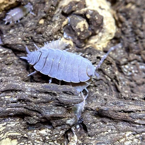 XYZReptiles Insectos vivos en polvo isópodos azules para la venta Equipo de limpieza para Terrario Ropa de cama de reptiles y ropa de cama de