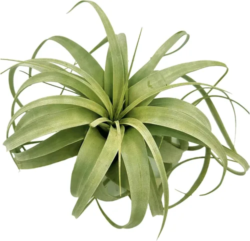Miniatura 3 de ragnaroc Plantas de aire – Tillandsia Xerographica, gigante de 9-14 pulgadas – 1 unidad – Llegada viva garantizada – Plantas