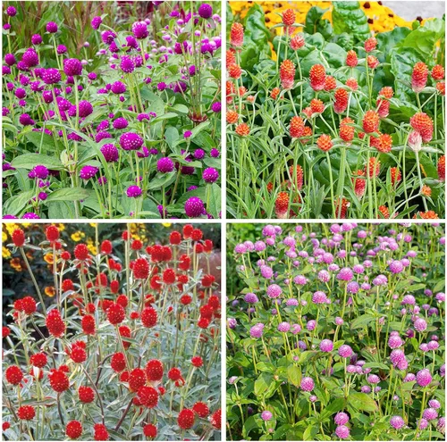 50 semillas de flores de gomphrena con mezcla de amaranto para plantar, semillas de plantas tradicionales sin OMG para jardín al aire libre