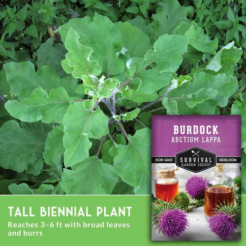 Miniatura 5 de Semillas de bardana para plantar, 2 paquetes con instrucciones para plantar y cultivar raíz de bardana (GOBO) en el huerto de tu hogar, variedad