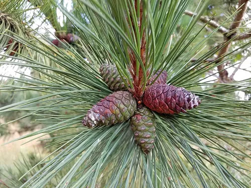 Miniatura 16 de Plántula de árbol vivo para plantar - Cultivar plantas de árboles vivos - No se envía a California (Pacana del Norte)