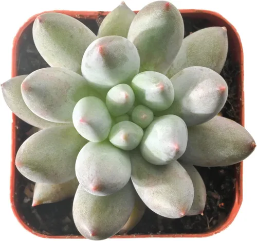 Sprout N Green xPachyveria 'dedo de ángel' en maceta de 2 pulgadas, planta suculenta viva rara totalmente arraigada en maceta, decoración de boda en