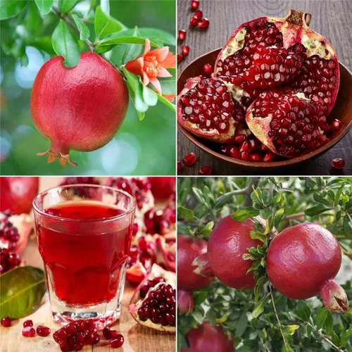 Miniatura 9 de Semillas de frutas para plantar - Semillas de frutas de jardín (caqui americano - 10 semillas)