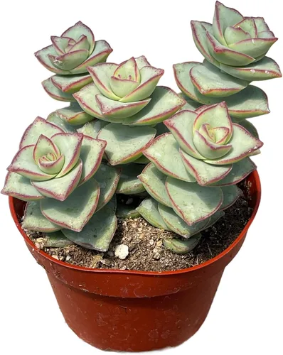 Miniatura 9 de Collar de bebé Crassula de 4 pulgadas, plantas suculentas vivas, plantas suculentas raras totalmente arraigadas en suelo suculento, planta viva
