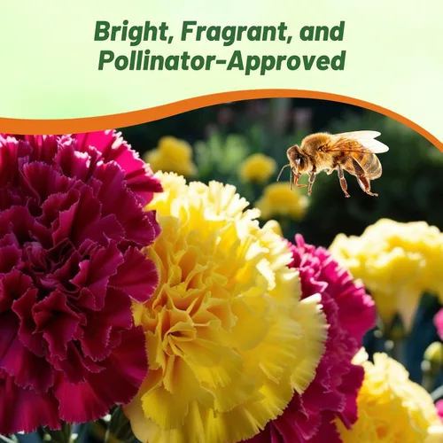 Miniatura 6 de Outsidepride Semillas de clavel de Bananaberry Fizz - 100 semillas de flores perennes, fáciles de cultivar para plantar con flores fragantes