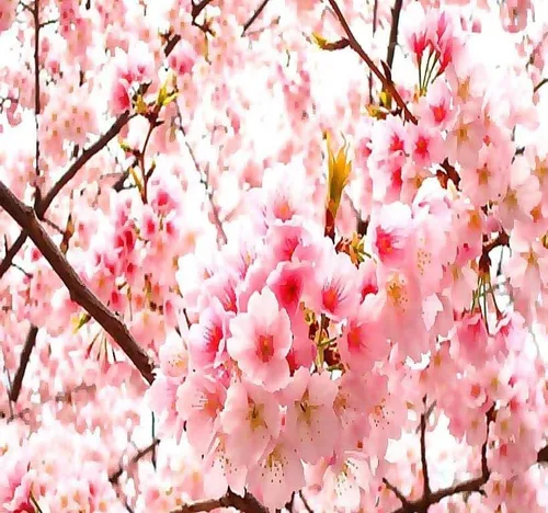 Miniatura 5 de Prunus serrulata (Cereza Japonesa, Sakura, Cereza Colina, Cereza Oriental, Cereza de Asia Oriental) Semillas de árbol, Flores vistosas, Semillas