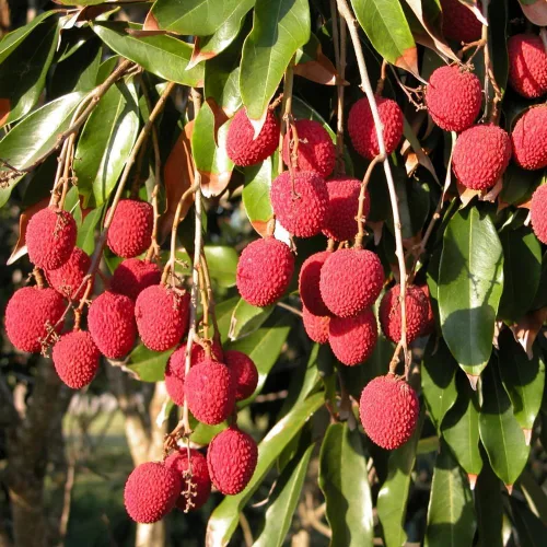 Miniatura 3 de 20 semillas de lichi gigantes (Litchi chinensis), semillas de plantas de frutas tropicales tradicionales de primera calidad para jardín doméstico