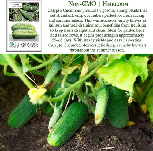 Miniatura 3 de Semillas de pepino Calypso para plantar, más de 25 semillas de reliquia por paquete, semillas de jardín de Isla (semillas de jardín de Isla)