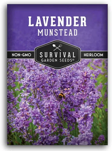 Munstead - Semillas de Lavanda Inglesa para Plantar – Hierba Perenne Enana Compacta Resistente para Jardines Interiores o Exteriores, Flor