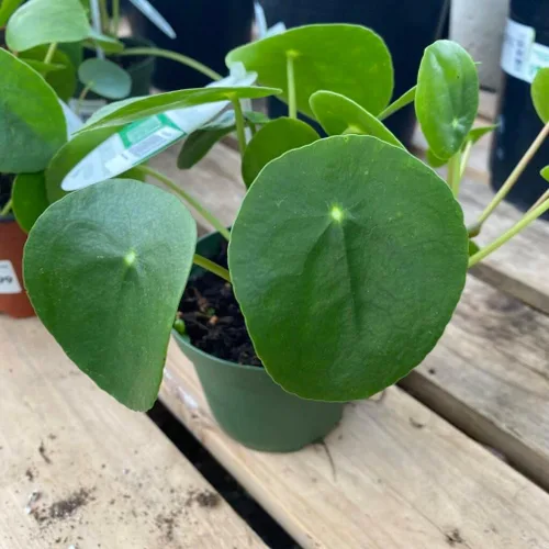 Hermosa planta de dinero chino vivo, en maceta de 4 o 6 pulgadas, planta de panqueques, pilea, planta de la amistad, (maceta de 6 pulgadas)