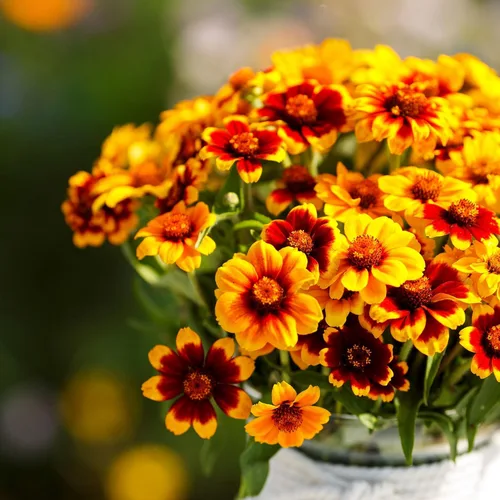 Miniatura 107 de Eden Brothers - Semillas de zinnia, cactus con flores, sin OMG, plantar en primavera, paquete, flores de bajo mantenimiento, zonas 3, 4, 5, 6, 7, 8